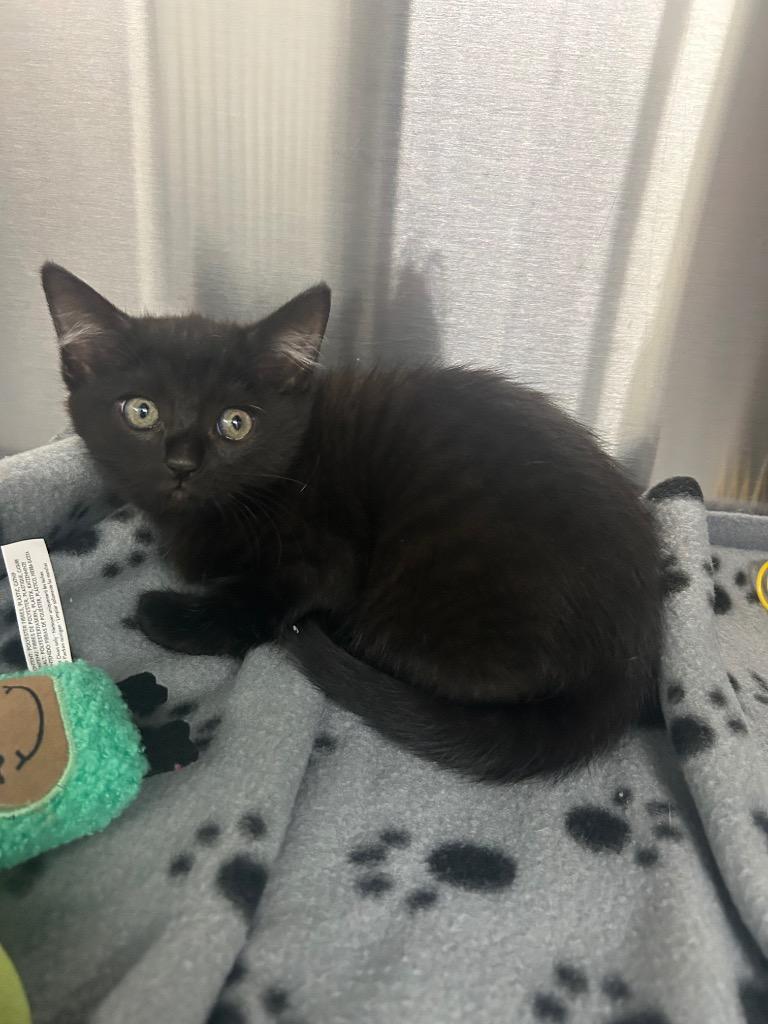 Enlarge Olive, a Adoptable mixed breed in Seven Points, TX image 1/1