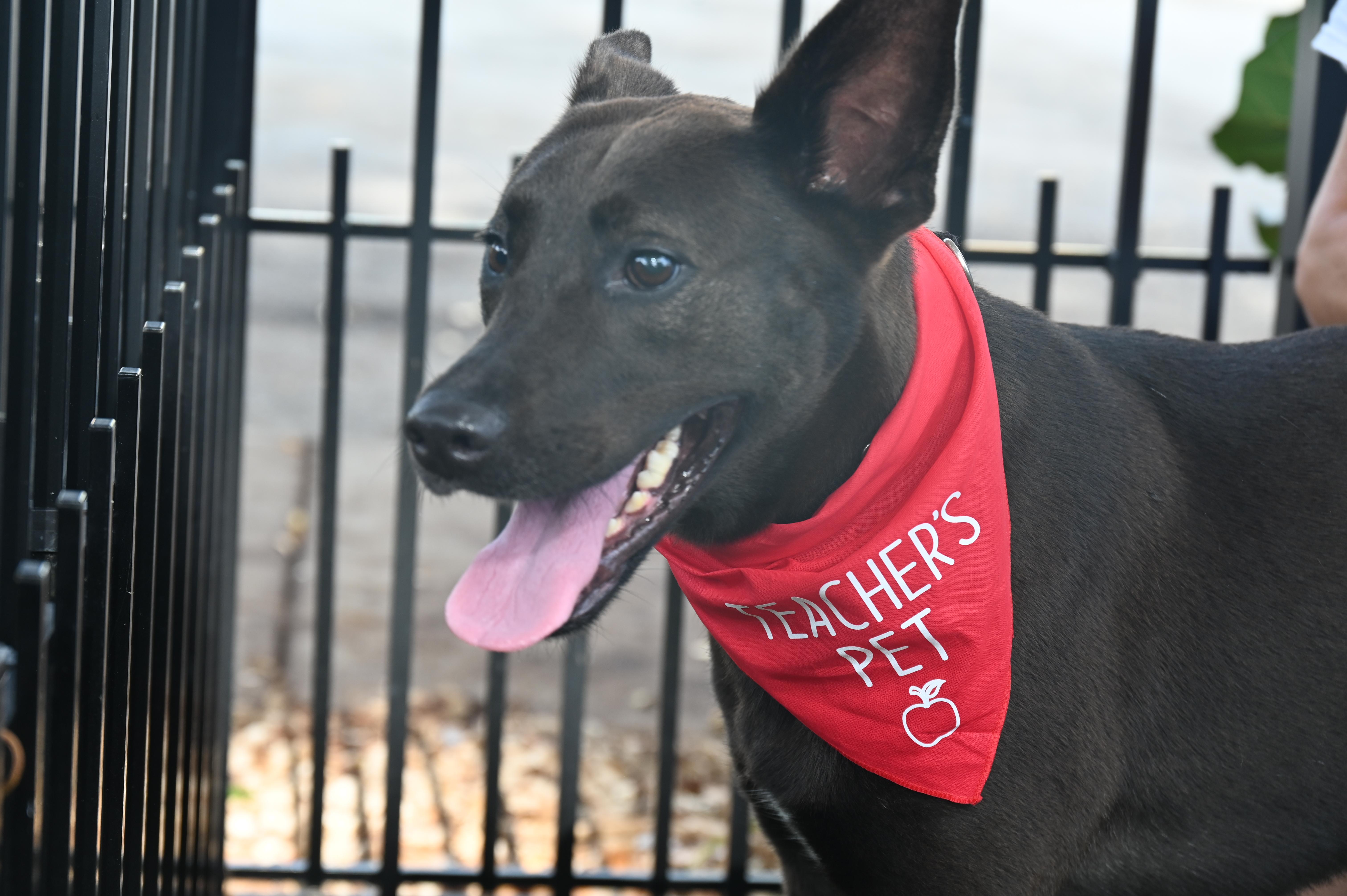 Nunu 9865, Adoptable, Adult Male German Shepherd Dog.