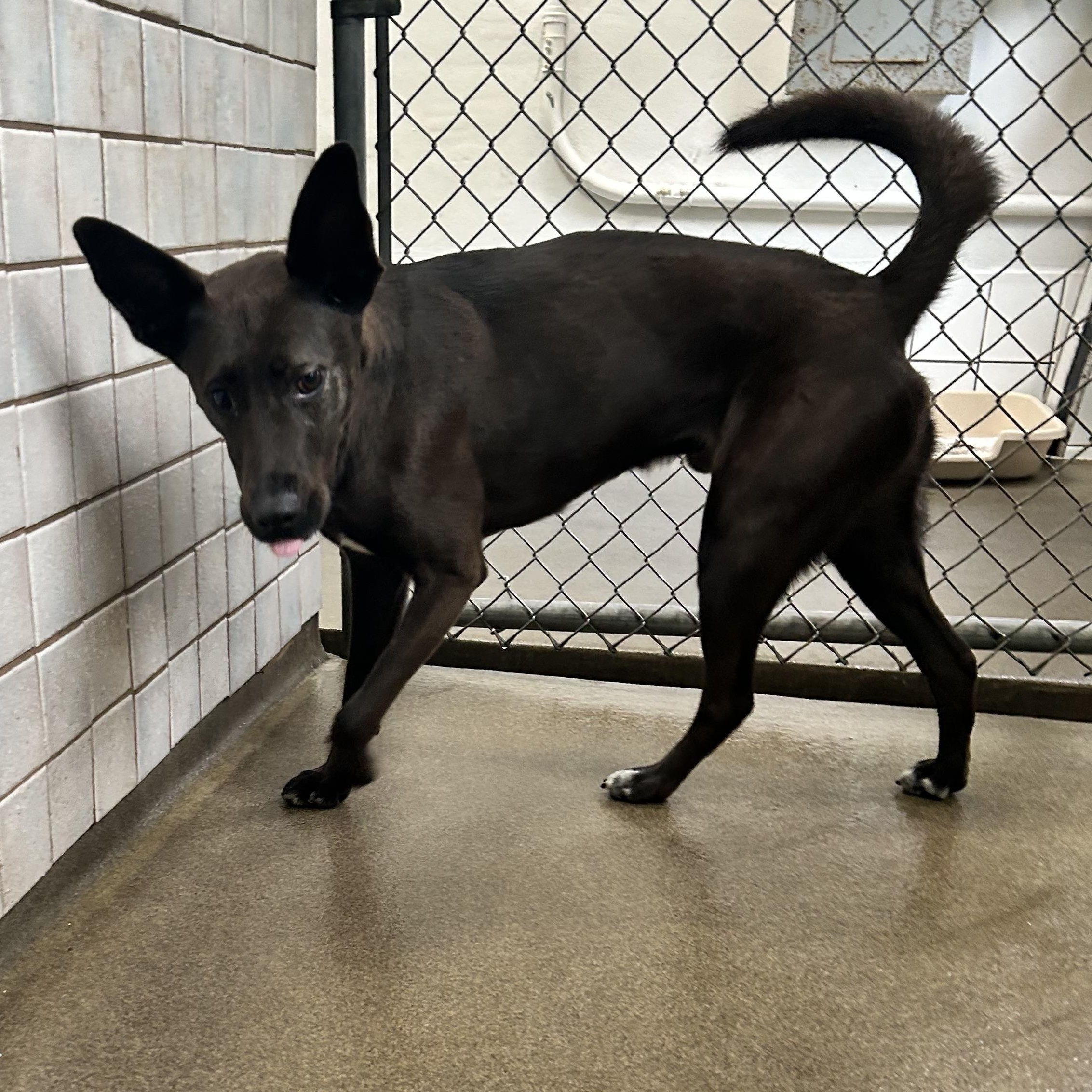 Nunu 9865, ADOPTABLE, Adult Male German Shepherd Dog.