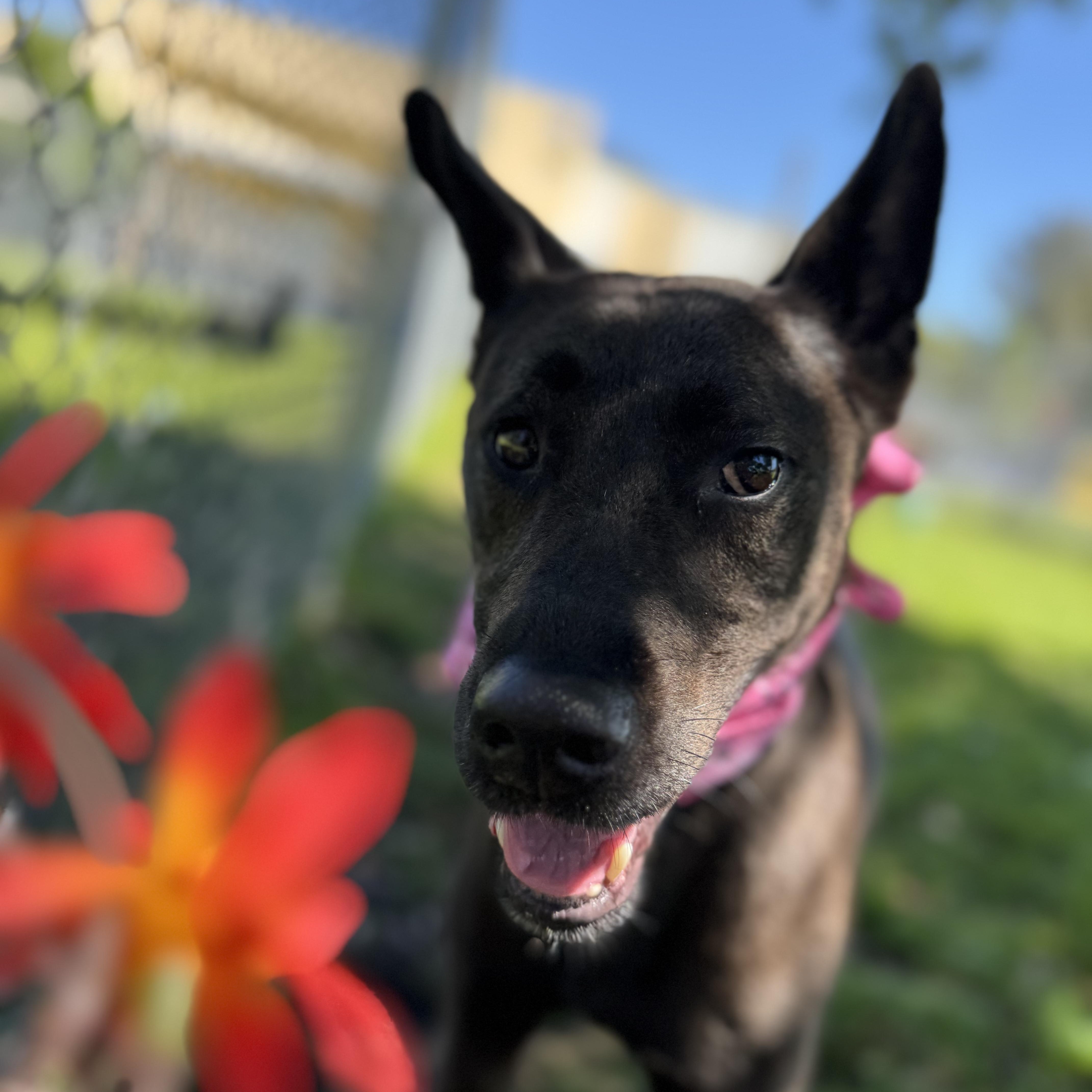 Nunu 9865, ADOPTABLE, Adult Male German Shepherd Dog.