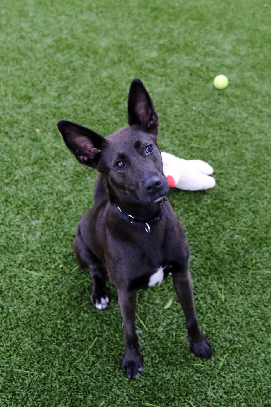 Enlarge Nunu 9865, a ADOPTABLE mixed breed in Boca Raton, FL image 1/4