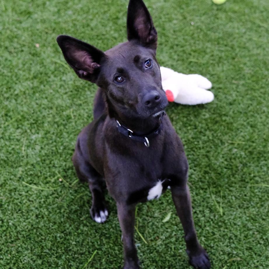 Nunu 9865, a ADOPTABLE mixed breed in Boca Raton, FL image 3/3
