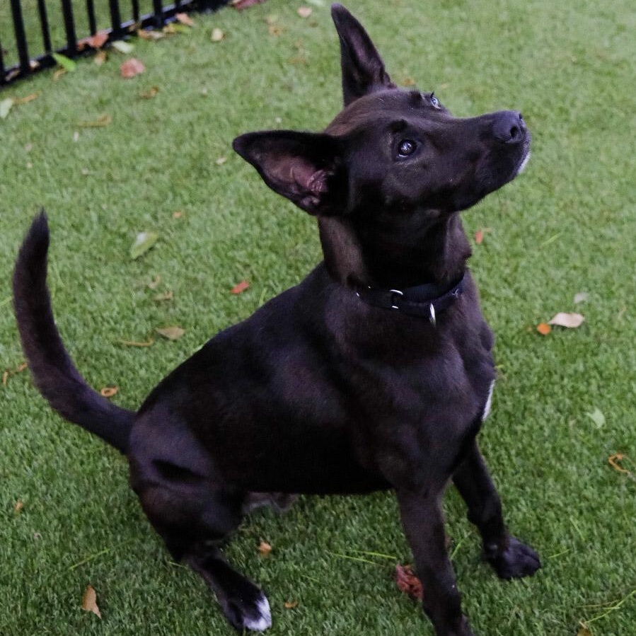 Enlarge Nunu 9865, a ADOPTABLE mixed breed in Boca Raton, FL image 2/4