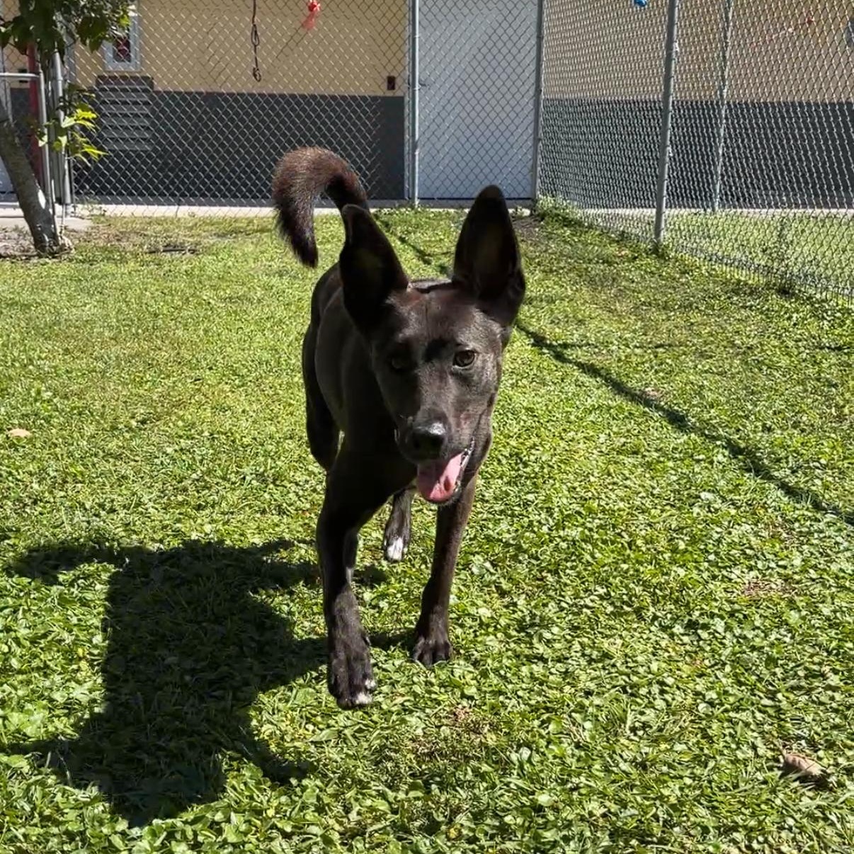 Enlarge Nunu 9865, a ADOPTABLE mixed breed in Boca Raton, FL image 1/2