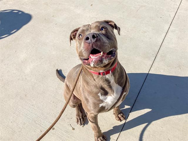Enlarge BLUE, a Adoptable Pit Bull Terrier in Tustin, CA image 1/2