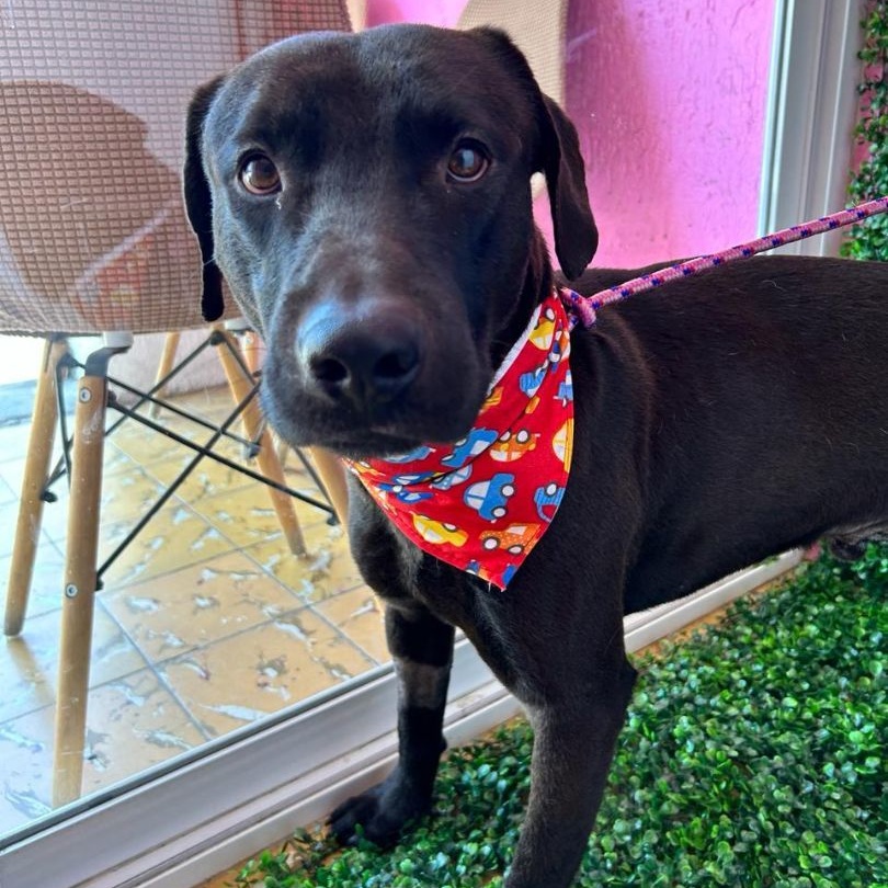 ARLEN IS READY FOR THE PNW!, an adoptable Black Labrador Retriever in Auburn, WA, 98092 | Photo Image 3