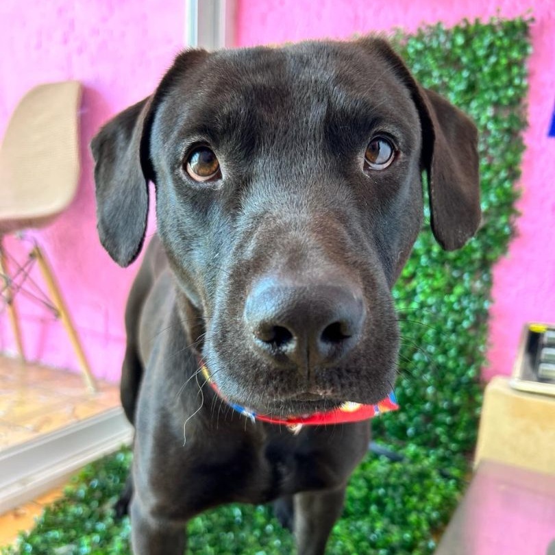 ARLEN IS READY FOR THE PNW!, Adoptable, Adult Male Black Labrador Retriever.