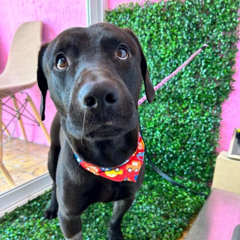 ARLEN IS READY FOR THE PNW!, a Adoptable Black Labrador Retriever in Auburn, WA image 2/4