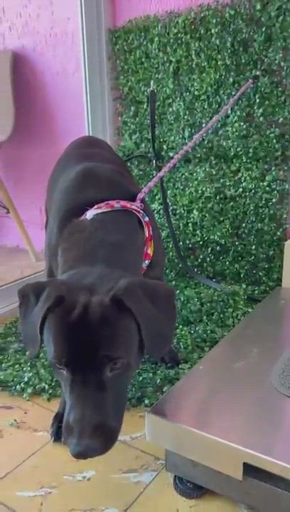 Enlarge ARLEN IS READY FOR THE PNW!, a Adoptable Black Labrador Retriever in Auburn, WA video 4/4