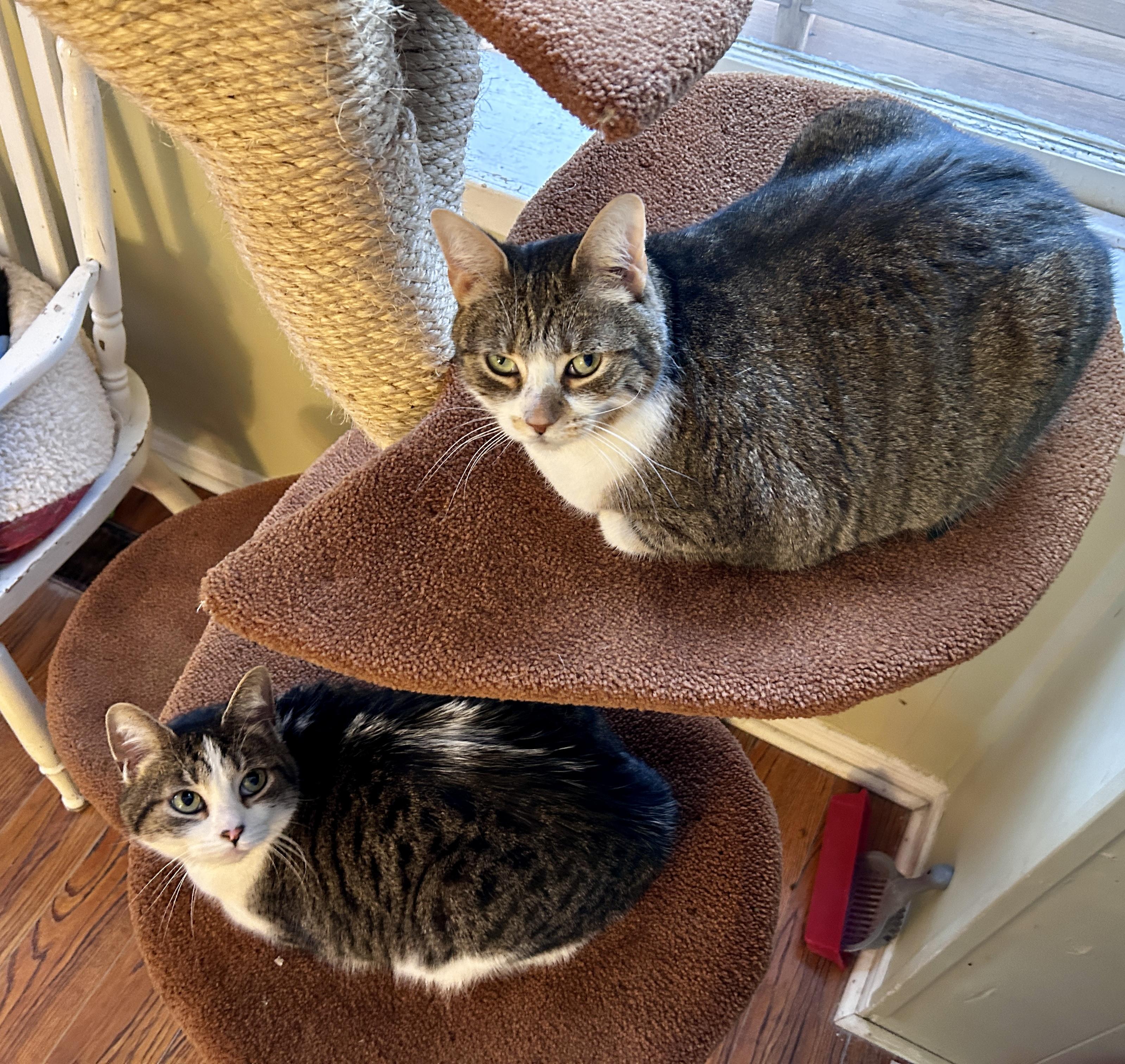 Enlarge Molly and Maggie, a ADOPTABLE Domestic Short Hair in Guelph, ON image 2/6