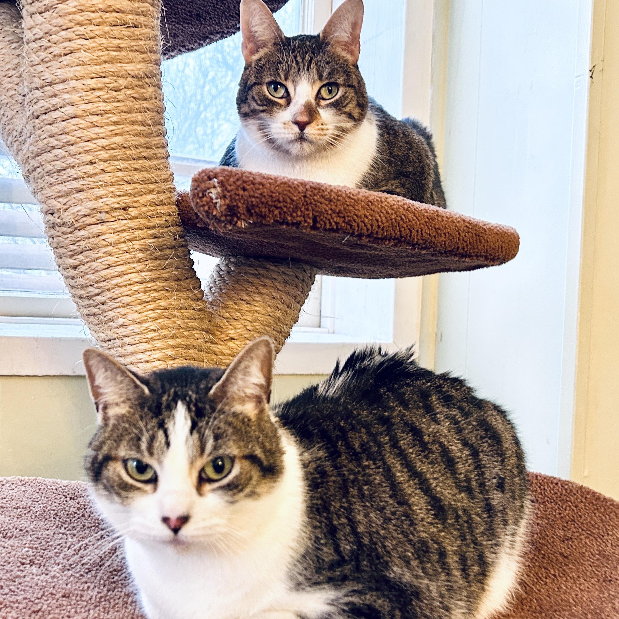 Molly and Maggie, ADOPTABLE, Adult Female Domestic Short Hair.