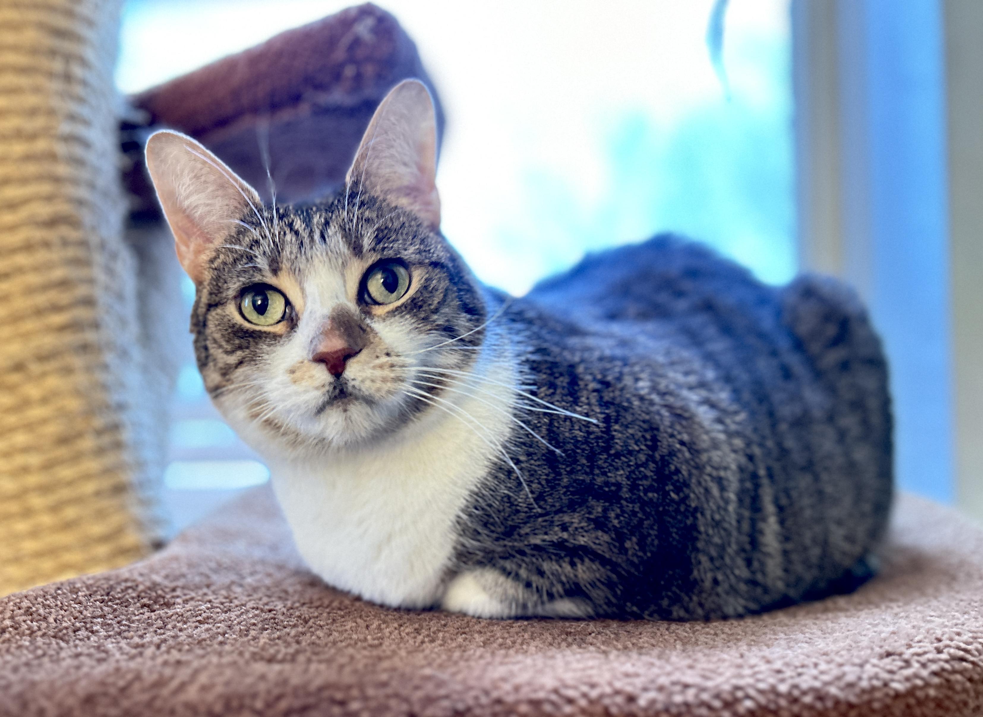 Enlarge Molly and Maggie, a ADOPTABLE Domestic Short Hair in Guelph, ON image 3/6