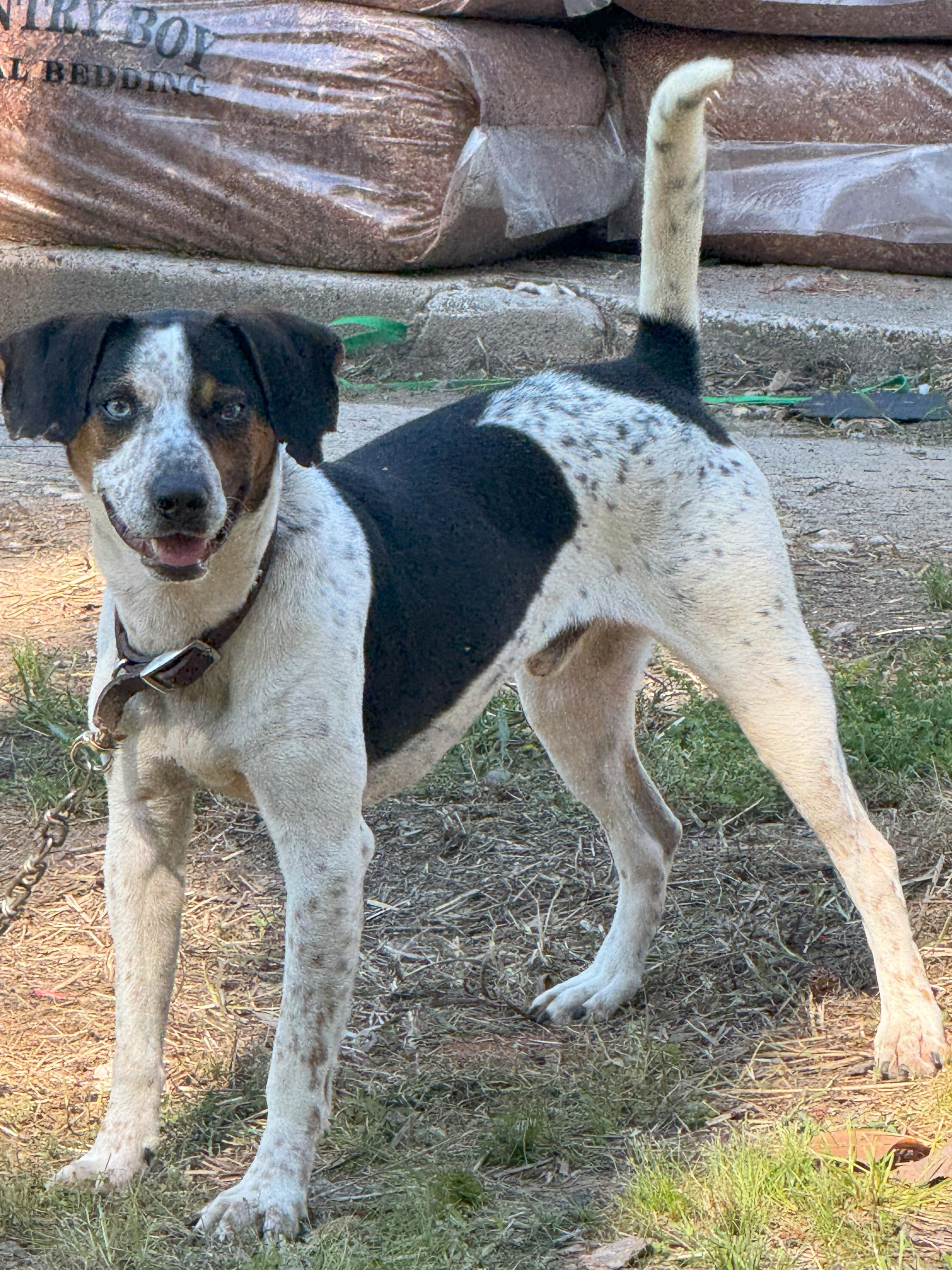 Enlarge SonnyBoy, a Adoptable mixed breed in Glenwood, AR image 1/1