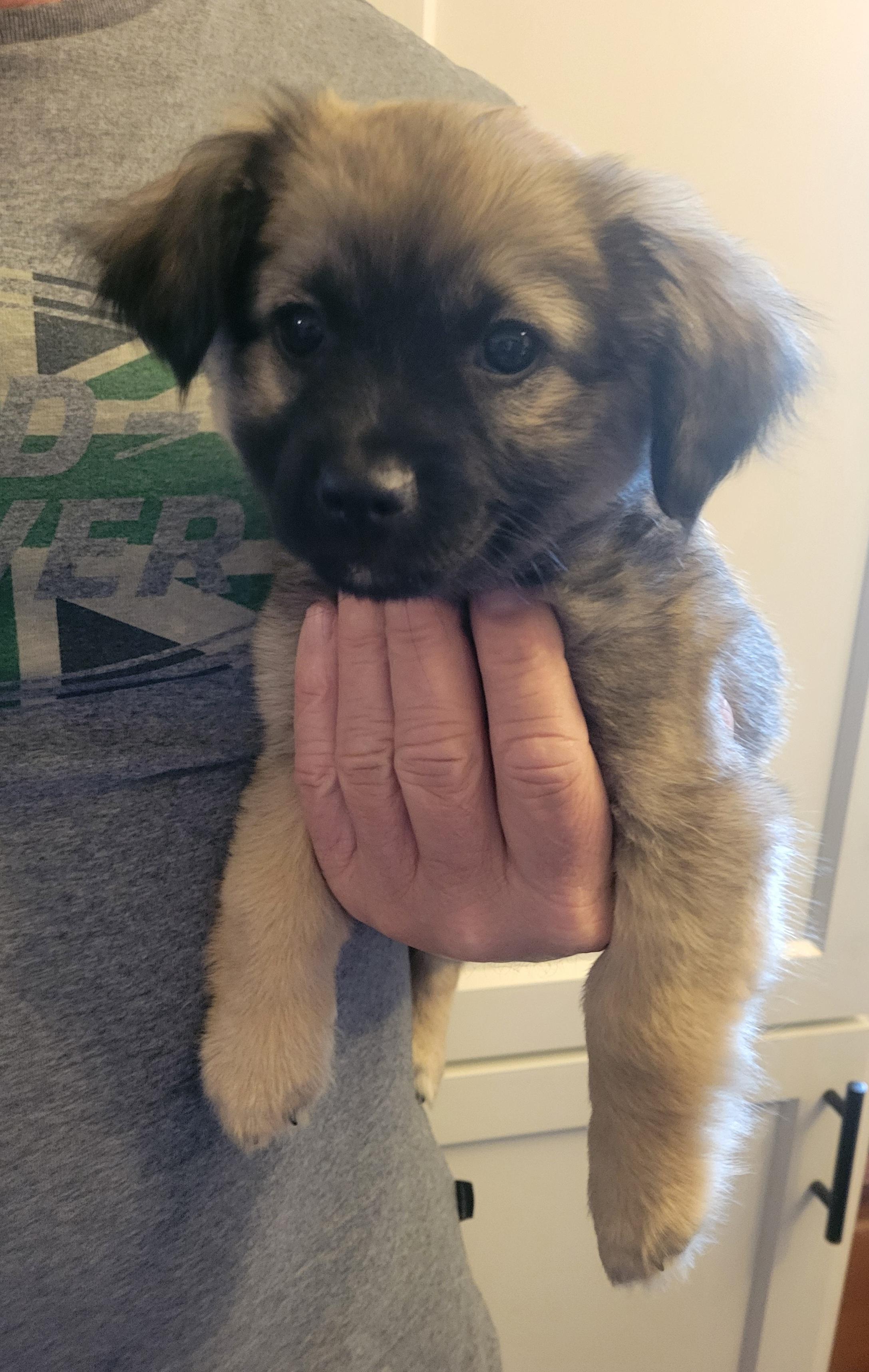 Enlarge Ziva, an adopted mixed breed in Rocky Mount, NC image 3/3