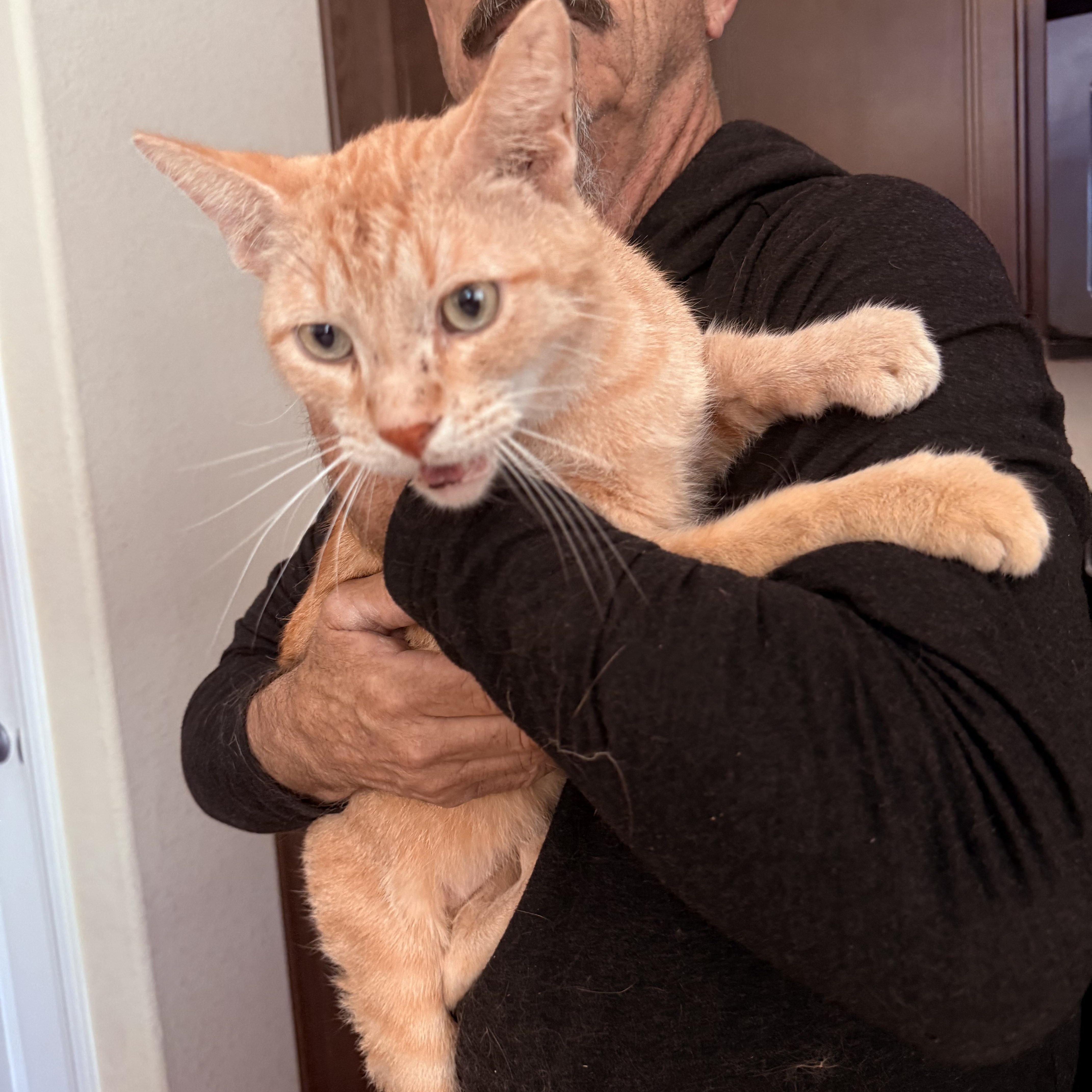 Enlarge McChicken, a ADOPTABLE Tabby in Las Vegas, NV image 1/1