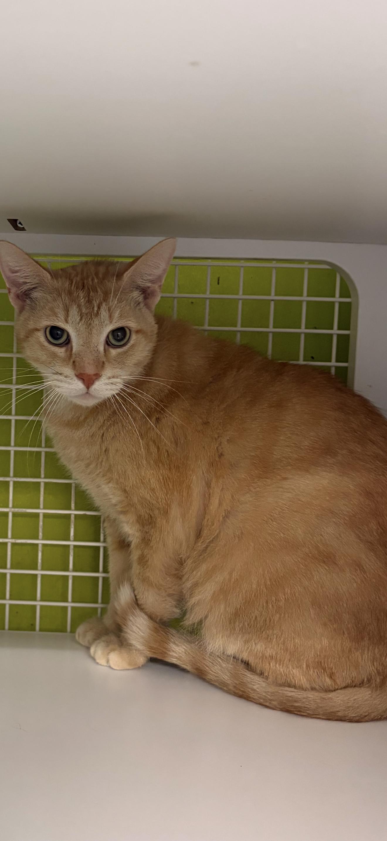 McChicken, ADOPTABLE, Adult Male Tabby.