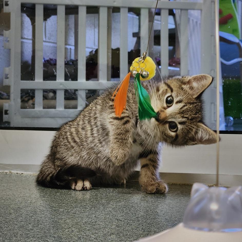 Iceberg — thumbnail 2