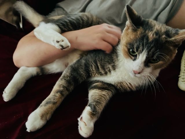 Maya, Adopted, Young Female Domestic Short Hair.