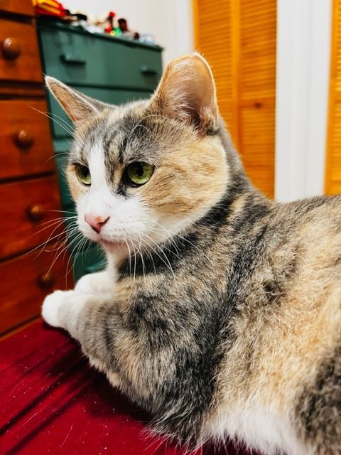 Enlarge Maya, a Adopted Domestic Short Hair in New York, NY image 2/7