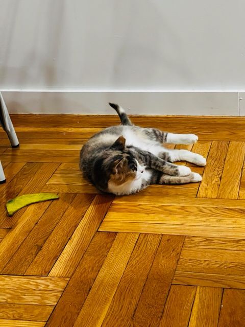 Enlarge Maya, a Adopted Domestic Short Hair in New York, NY image 3/7