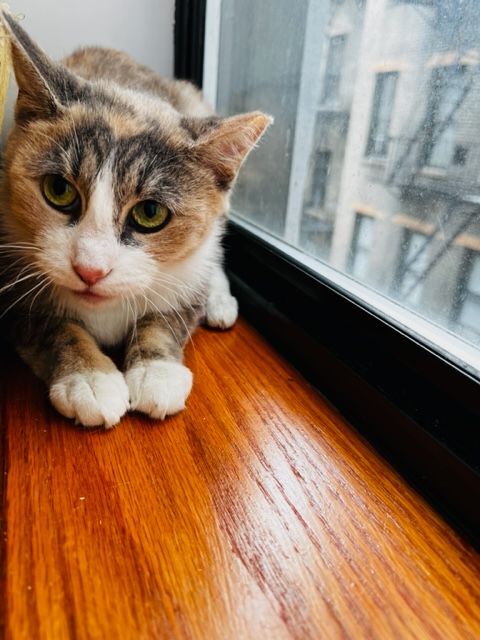 Enlarge Maya, a Adopted Domestic Short Hair in New York, NY image 4/7