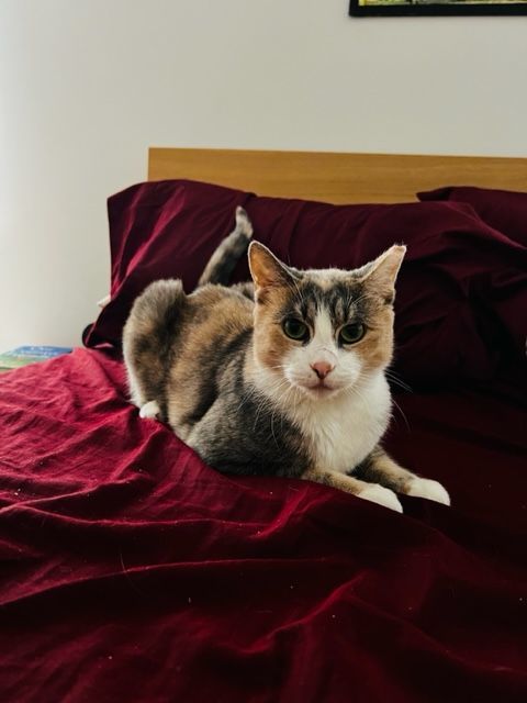 Enlarge Maya, a Adopted Domestic Short Hair in New York, NY image 5/7