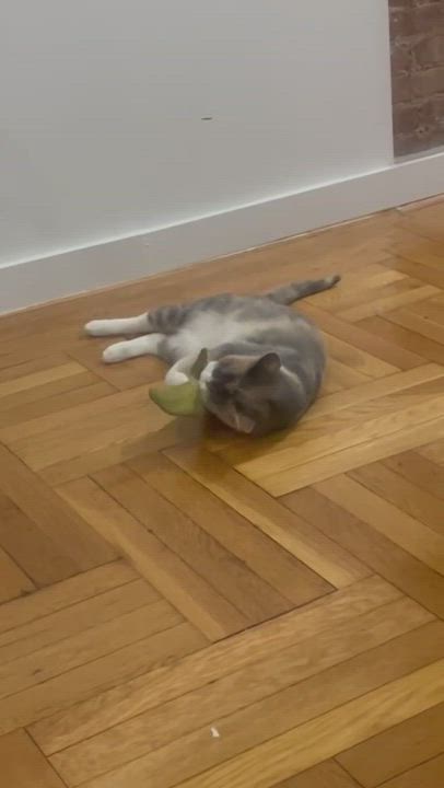 Enlarge Maya, a Adopted Domestic Short Hair in New York, NY video 6/7