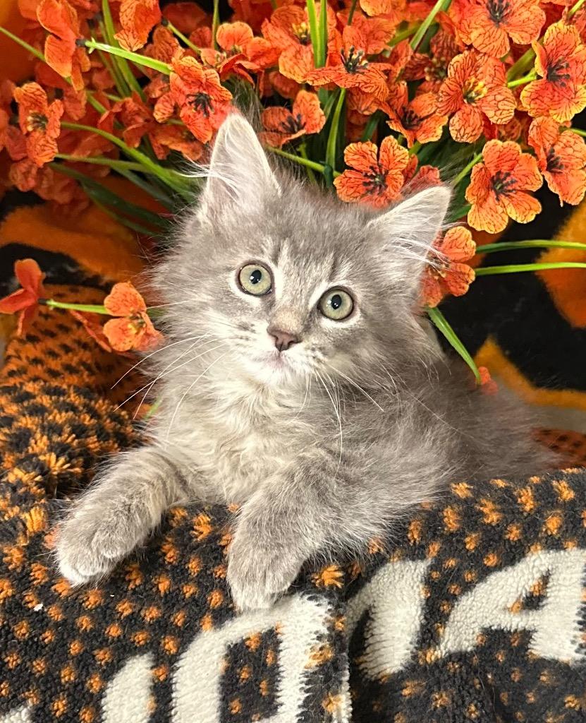 Enlarge 3/16/26 Madison, a Adopted mixed breed in Stillwater, OK image 1/1