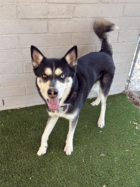 LOKI, Adoptable, Adult Male Siberian Husky.