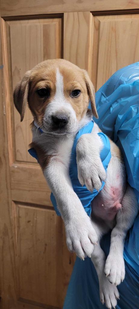 Canasta, Adoptable, Puppy Male Mixed Breed.