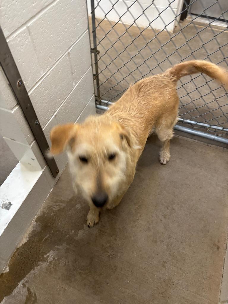 Stormy, Adoptable, Adult Female Labrador Retriever & Poodle.