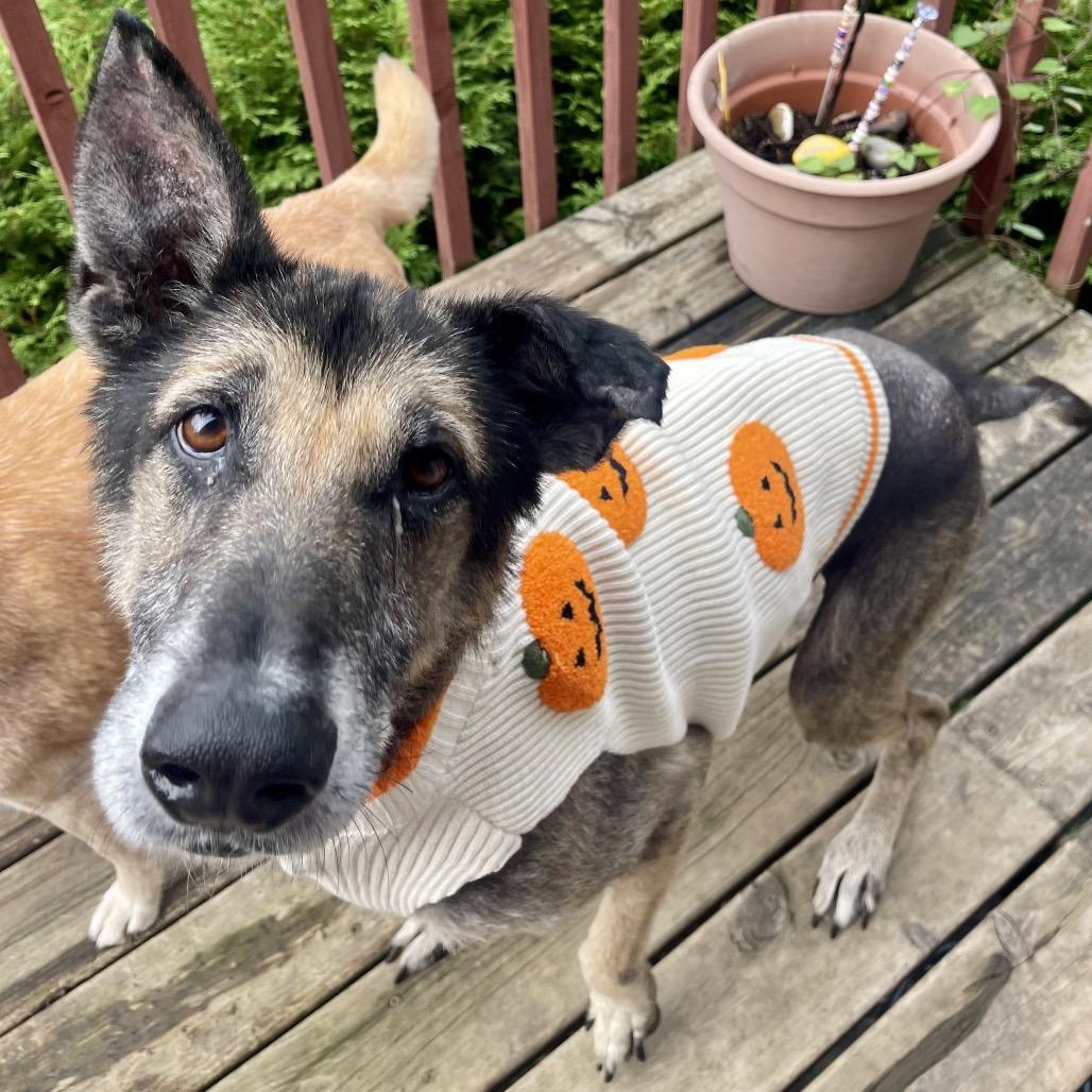 Enlarge Harold, a Adoptable Mixed Breed in Maple Grove, MN image 1/6