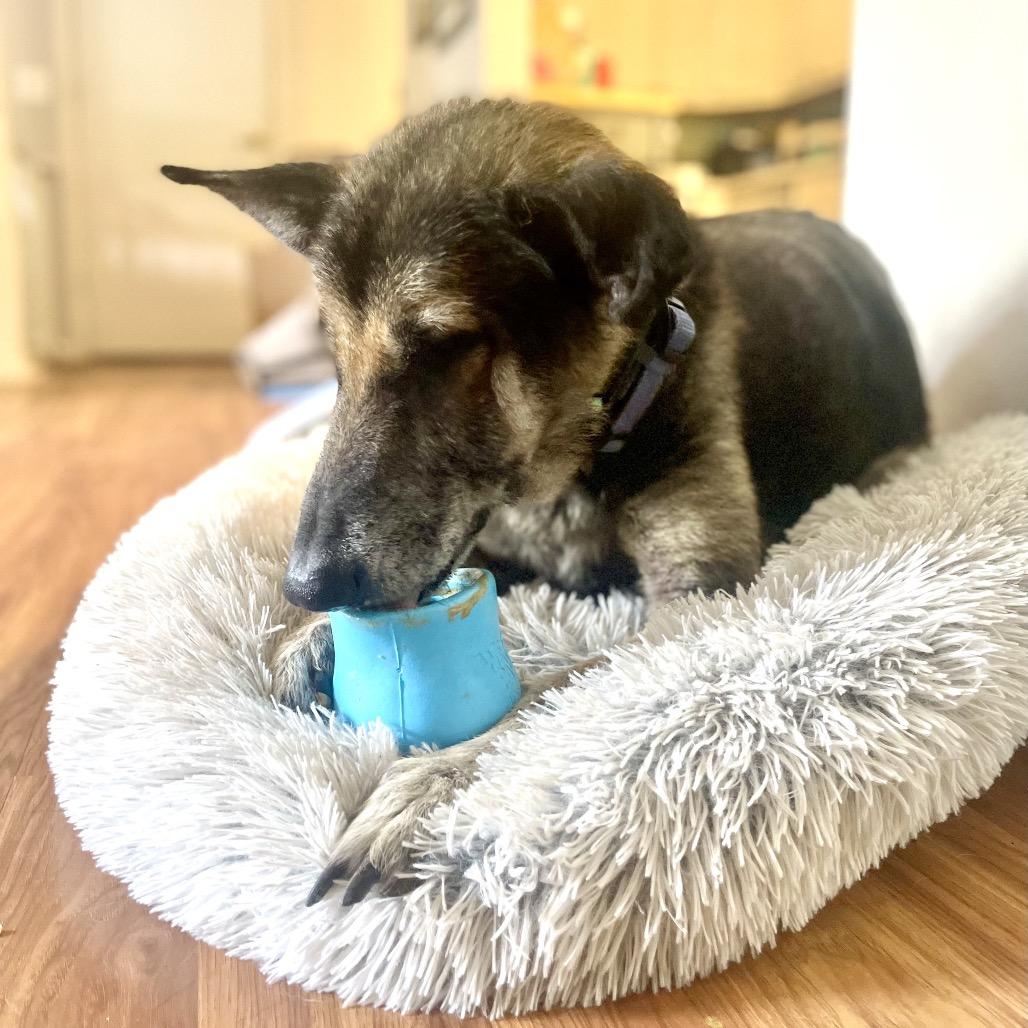 Enlarge Harold, a Adoptable Mixed Breed in Maple Grove, MN image 2/6