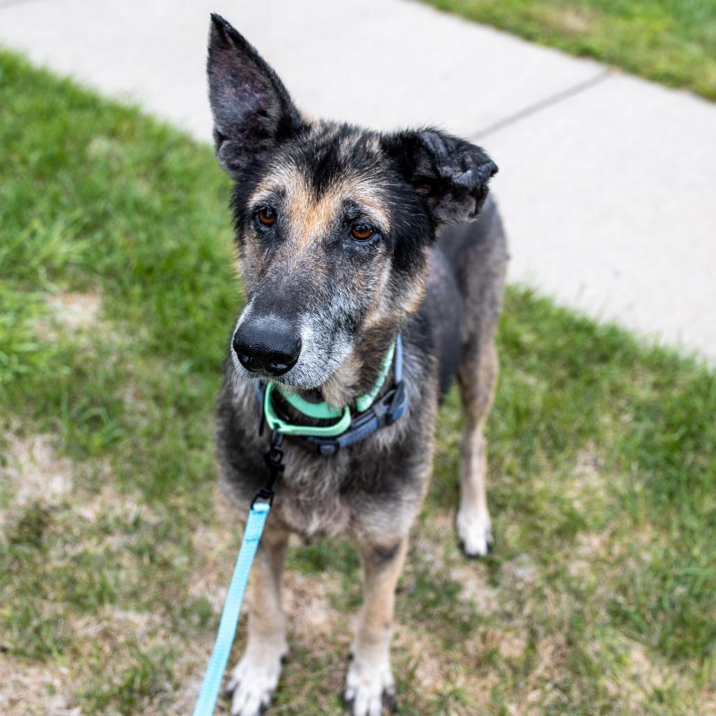 Enlarge Harold, a Adoptable Mixed Breed in Maple Grove, MN image 3/6