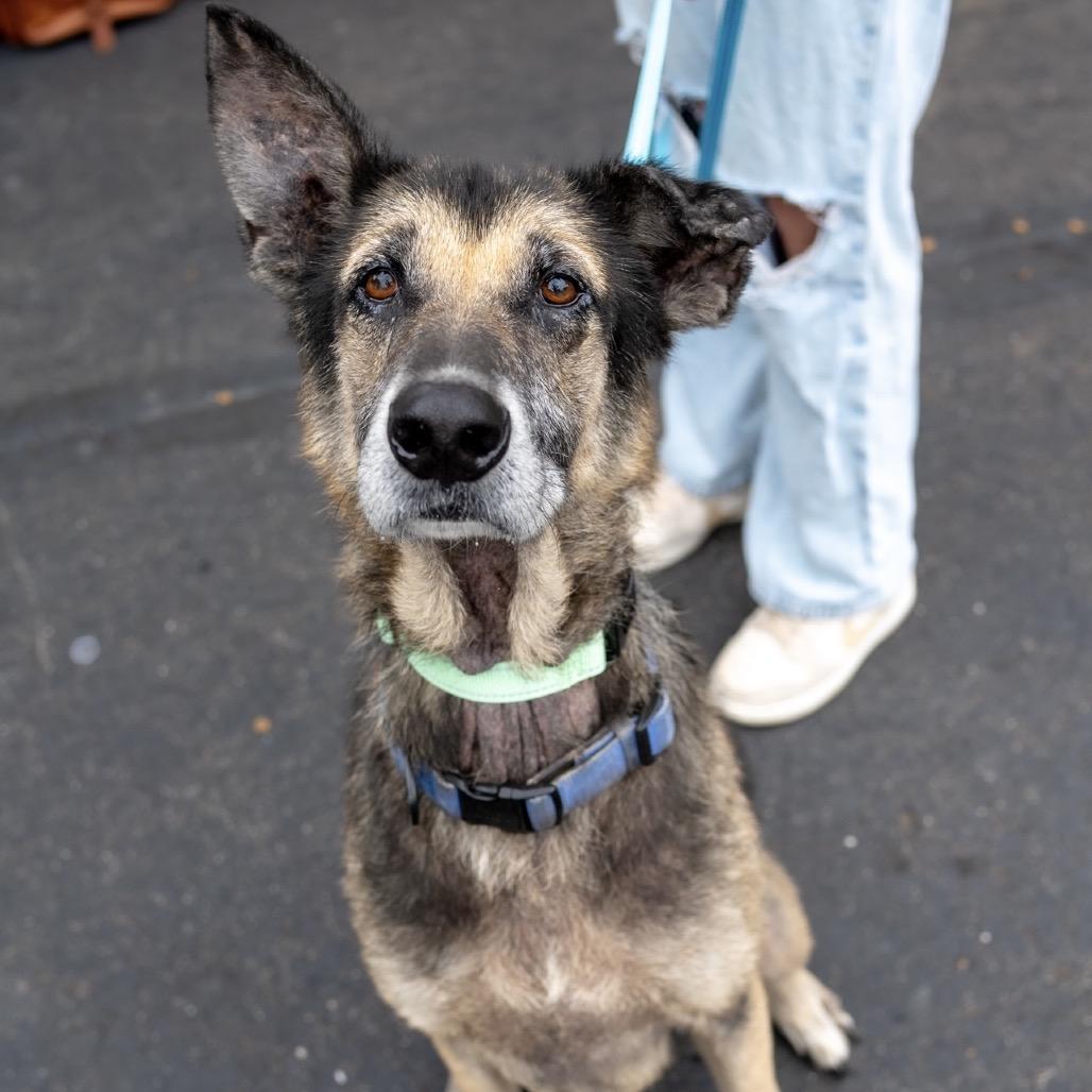Enlarge Harold, a Adoptable Mixed Breed in Maple Grove, MN image 4/6