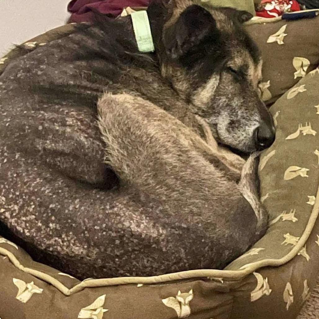 Enlarge Harold, a Adoptable Mixed Breed in Maple Grove, MN image 5/6