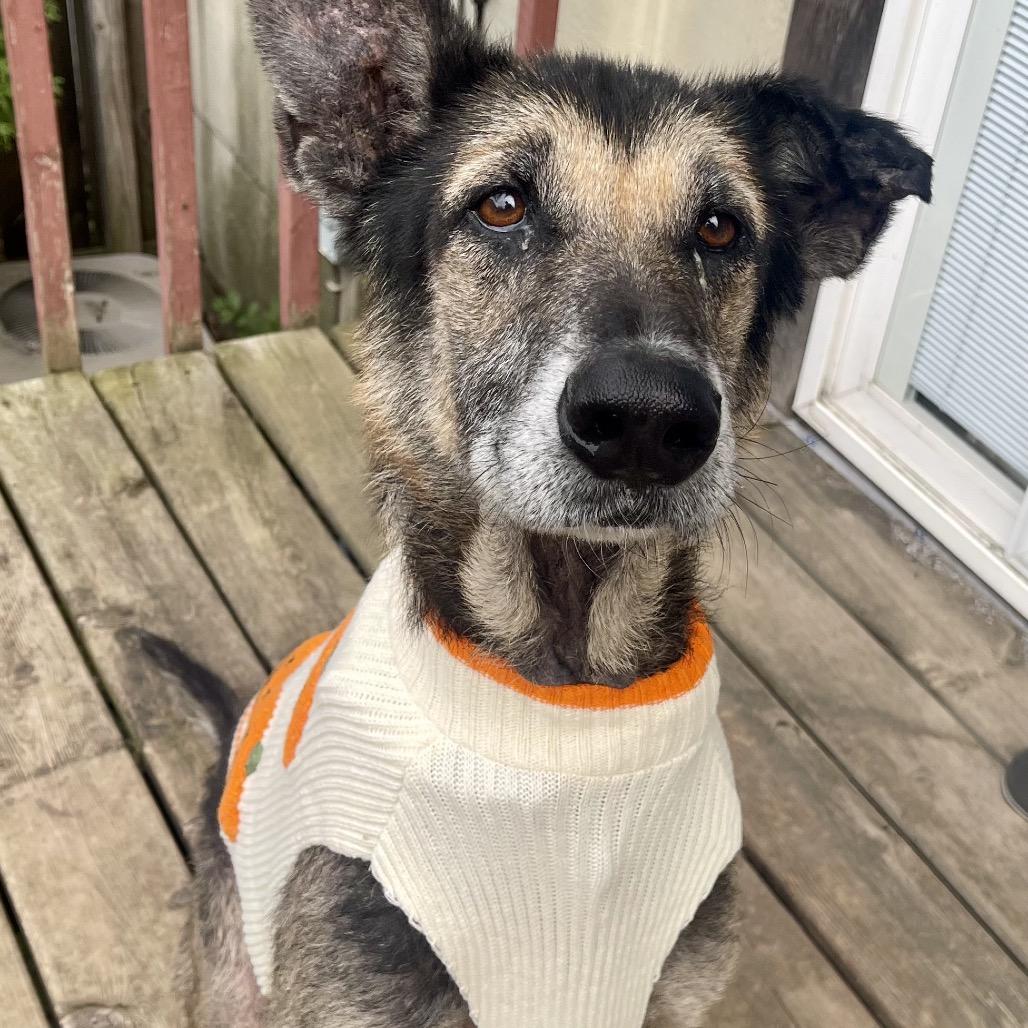 Enlarge Harold, a Adoptable Mixed Breed in Maple Grove, MN image 6/6
