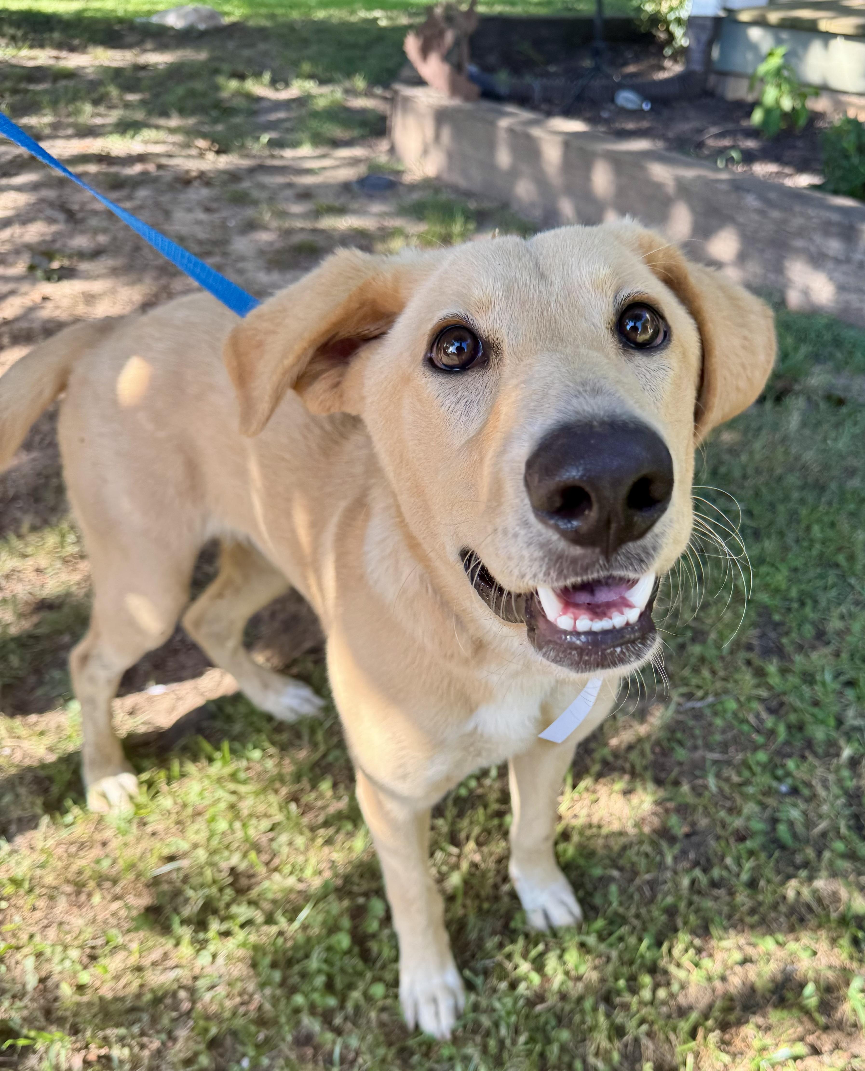 Nola, an adopted Yellow Labrador Retriever in Sharon, VT image 1/3