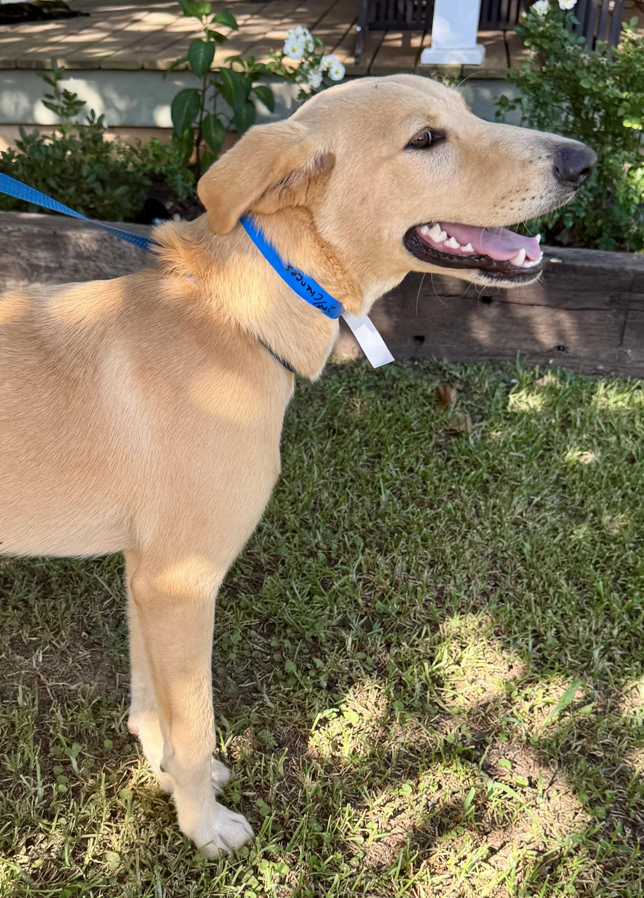 Nola, an adopted Yellow Labrador Retriever in Sharon, VT image 2/3