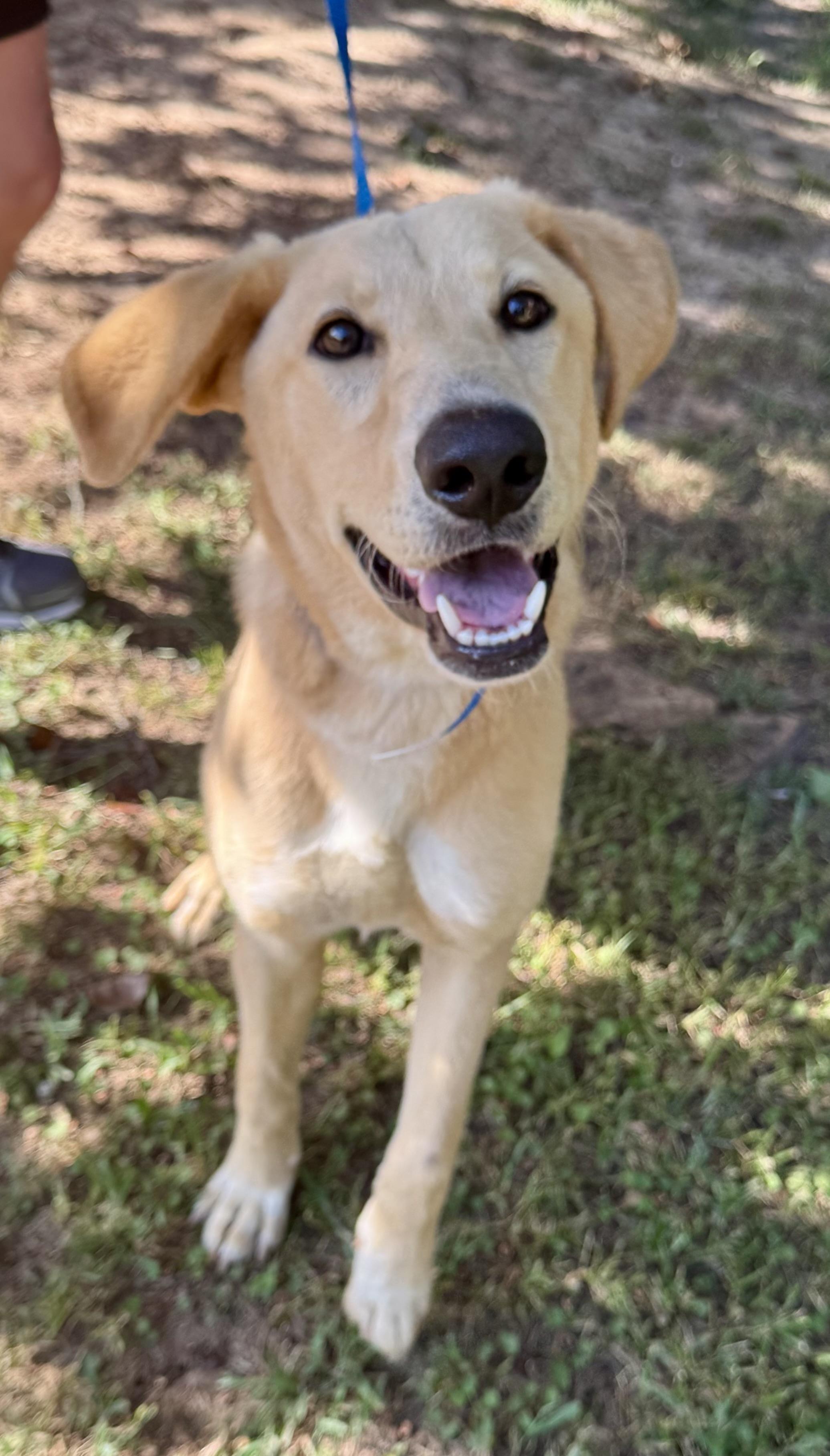 Nola, an adopted Yellow Labrador Retriever in Sharon, VT image 3/3