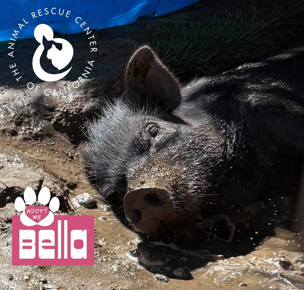 Enlarge Bella, a ADOPTABLE mixed breed in Coachella, CA image 1/4