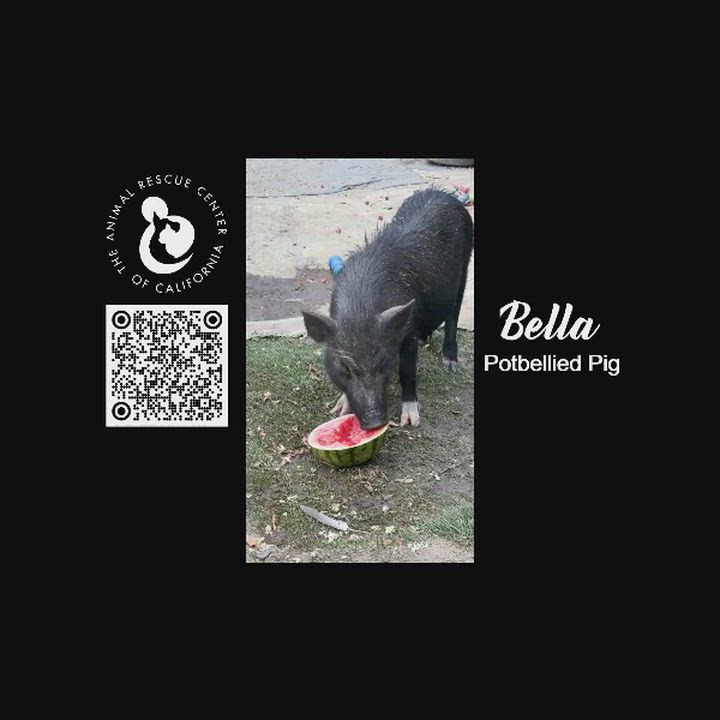 Enlarge Bella, a ADOPTABLE mixed breed in Coachella, CA video 4/4