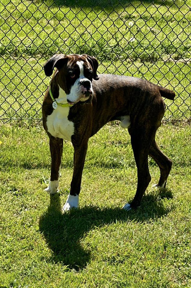 Enlarge Hank, a Adopted Boxer in Stanwood, WA image 1/3
