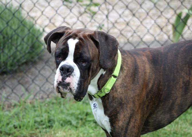 Enlarge Hank, a Adopted Boxer in Stanwood, WA image 2/3