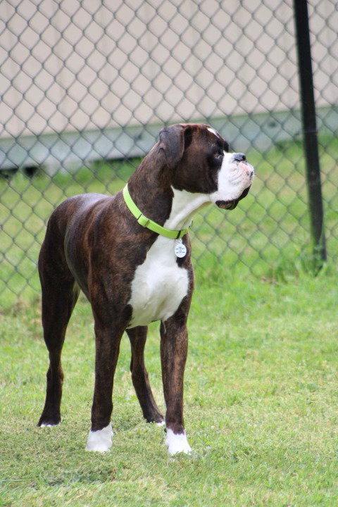 Enlarge Hank, a Adopted Boxer in Stanwood, WA image 3/3