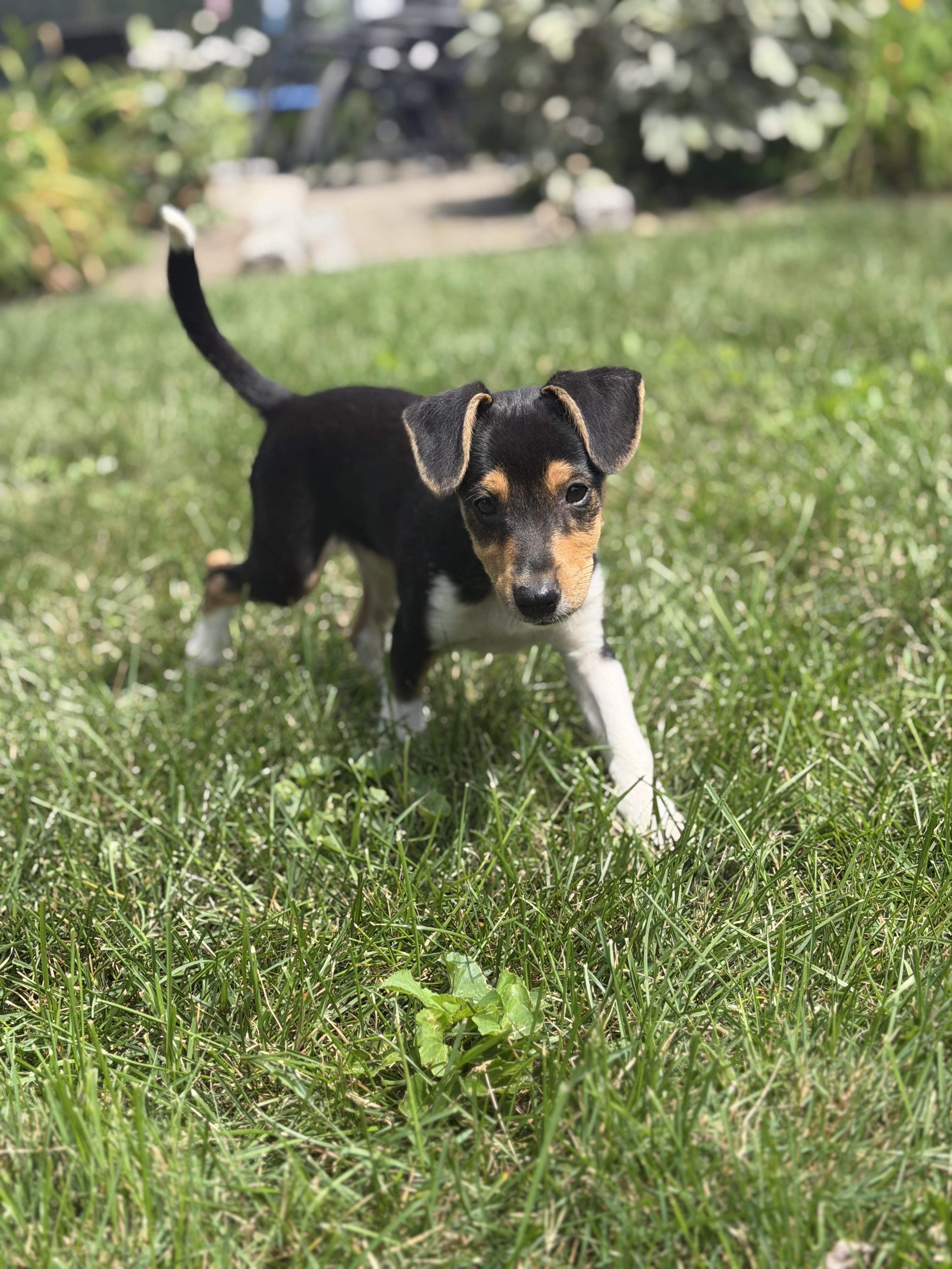 Enlarge Stitch, an adopted mixed breed in Suffield, CT image 2/5