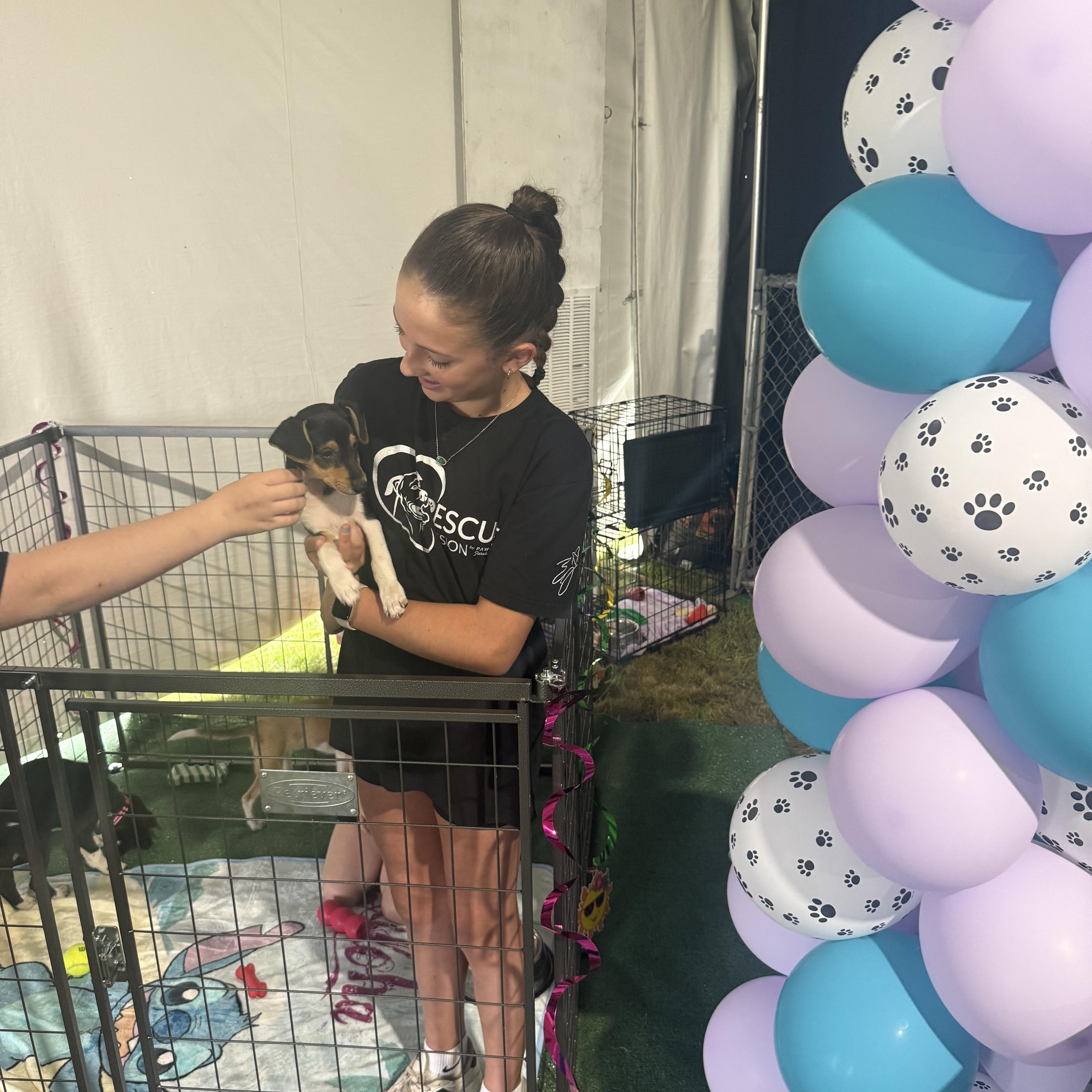 Enlarge Stitch, an adopted mixed breed in Suffield, CT image 4/5
