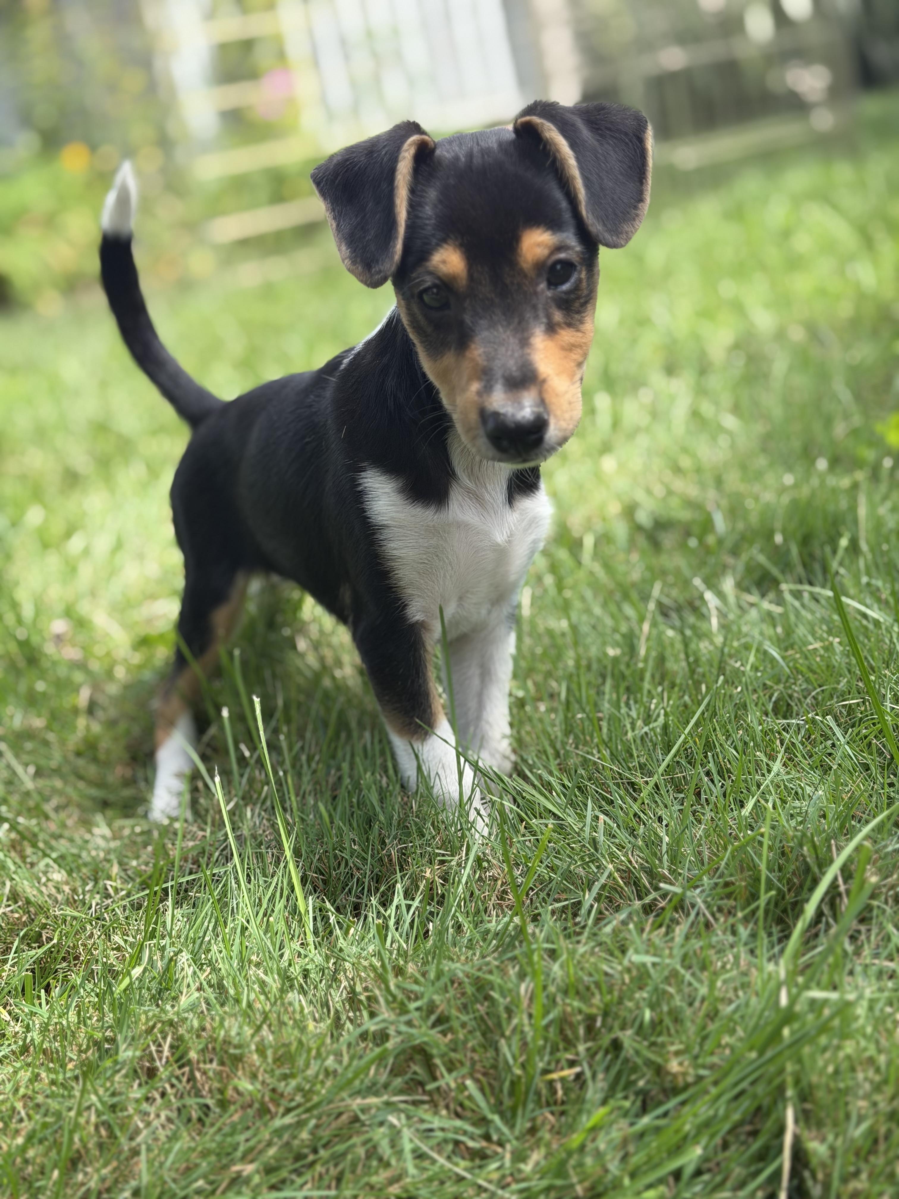 Stitch, adopted, Puppy Male Mixed Breed.