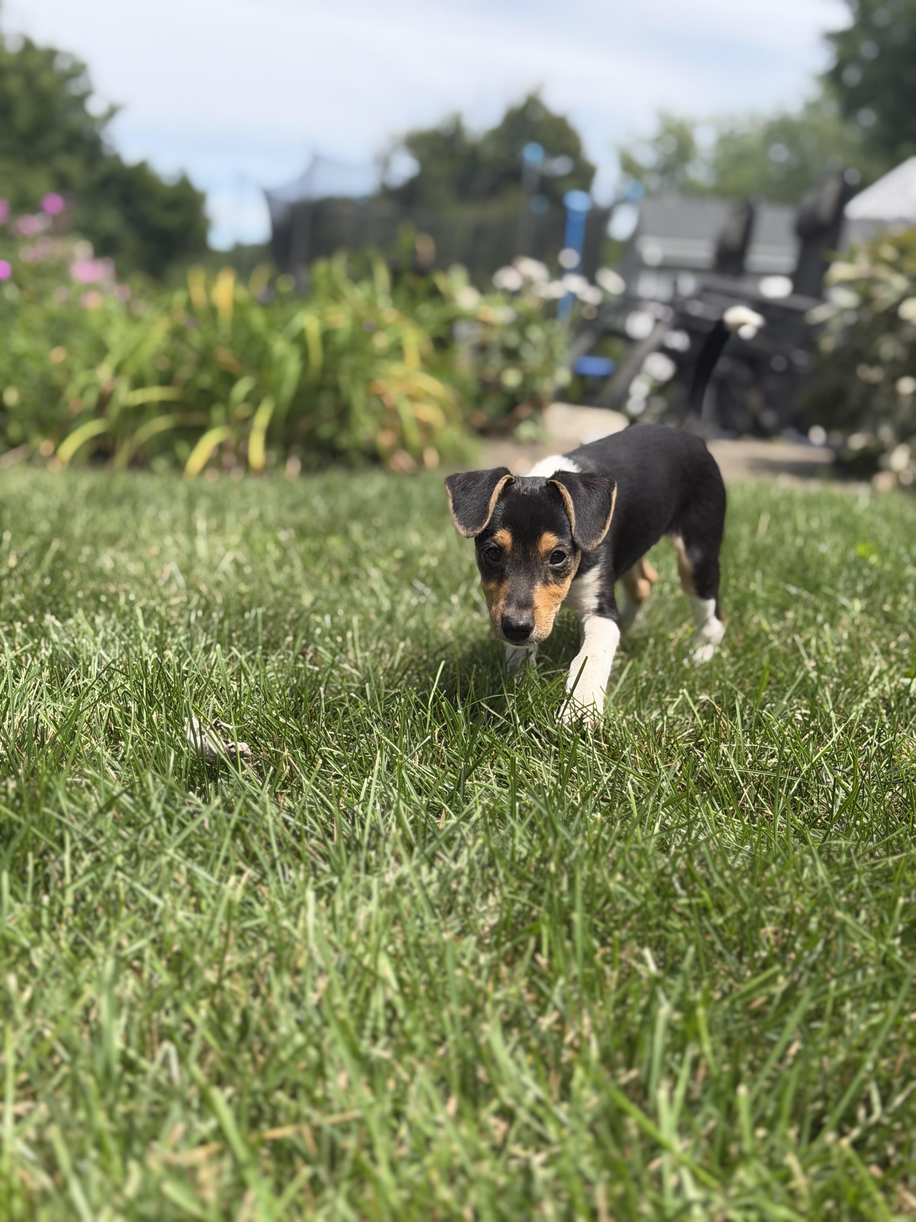 Enlarge Stitch, an adopted mixed breed in Suffield, CT image 3/5