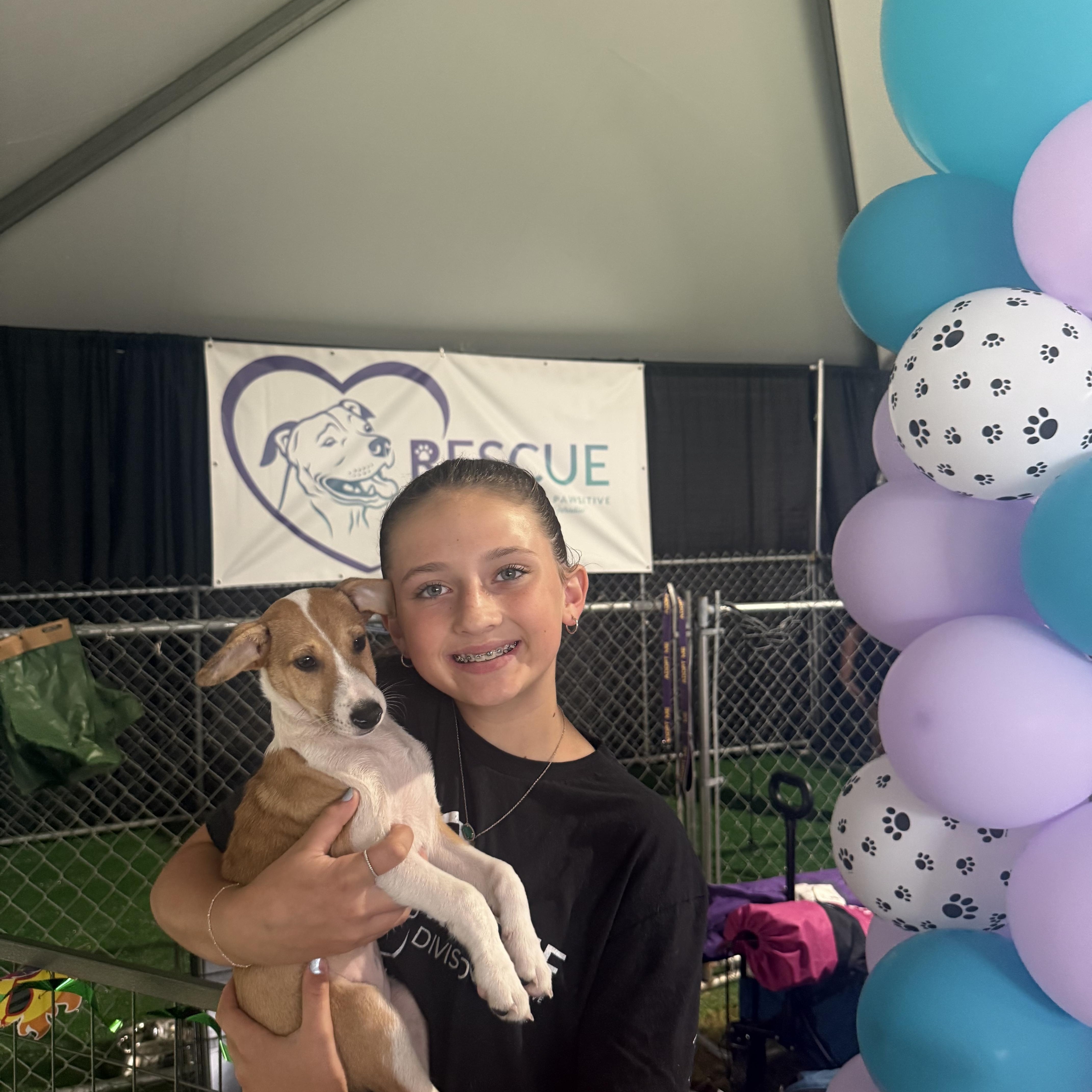 Enlarge Stitch, an adopted mixed breed in Suffield, CT image 5/5